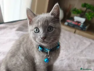 Mixed Breed cats Gorgeous British Shorthair Mix Kittens - Advert 6