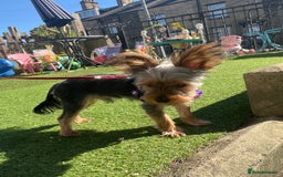 Yorkshire Terrier dogs for stud: Majlo - Image 4