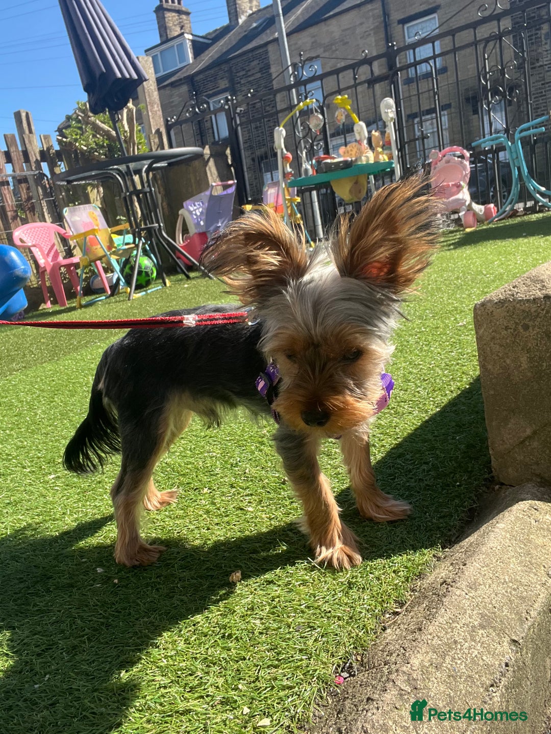 Yorkshire Terrier dogs for stud: Majlo - Image 4