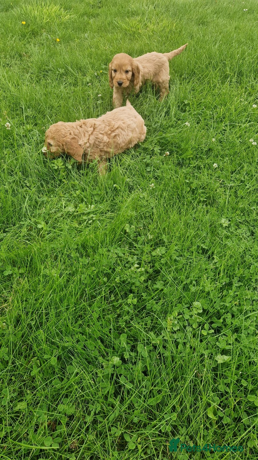 Cavapoo dogs for sale: Cavapoo puppies - Image 6