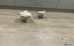 Chihuahua dogs for sale: KC Reg Champion Russian lines LONG COAT puppies - Image 18