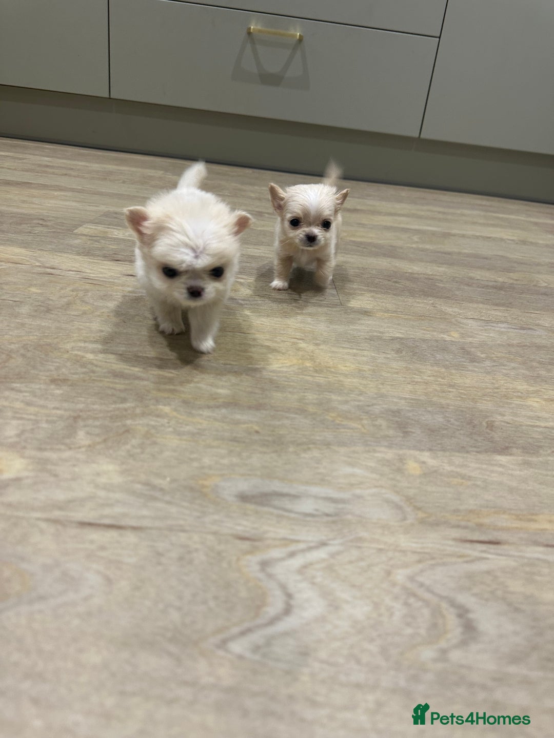Chihuahua dogs for sale: KC Reg Champion Russian lines LONG COAT puppies - Image 18