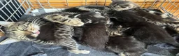 Mixed Breed cats for sale: Beautiful bengal x  - Advert 19