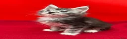 Maine Coon cats for sale:     Health Tested TICA Reg Maine Coon Kittens  - Advert 20
