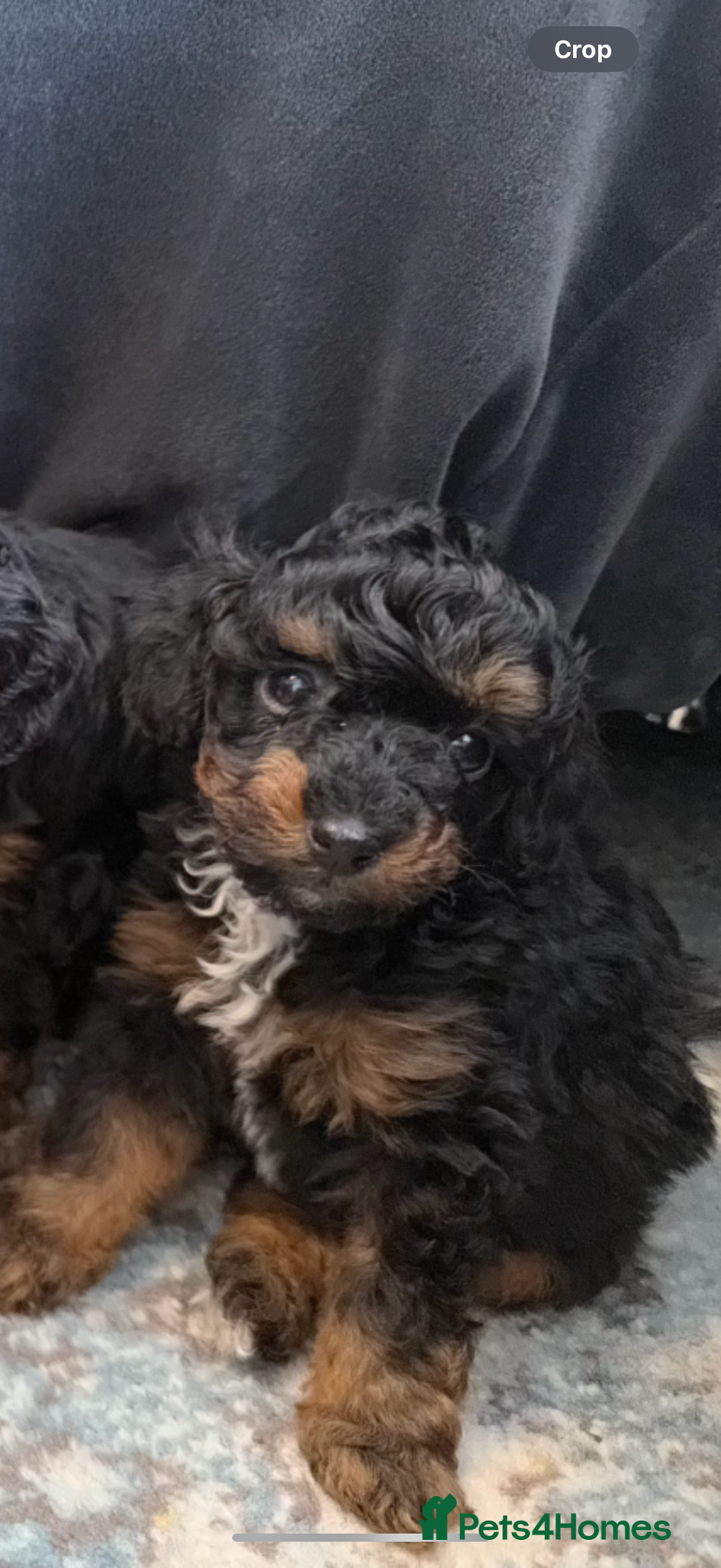 Toy Poodle dogs for sale: Phantom, black and tan and cream toy poodles  - Image 7