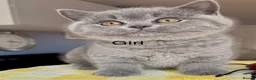 British Shorthair cats for sale: Beautiful paws*GB 😻 - Advert 9