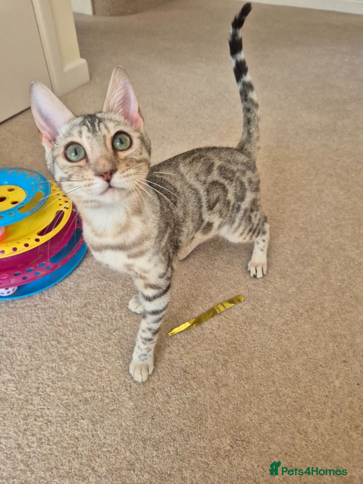 Bengal cats Stunning Pedigree Bengal Kittens - Advert 13