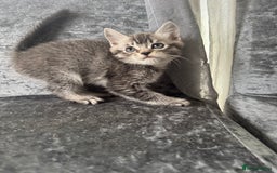 American Shorthair cats for sale: Kittens  - Image 3