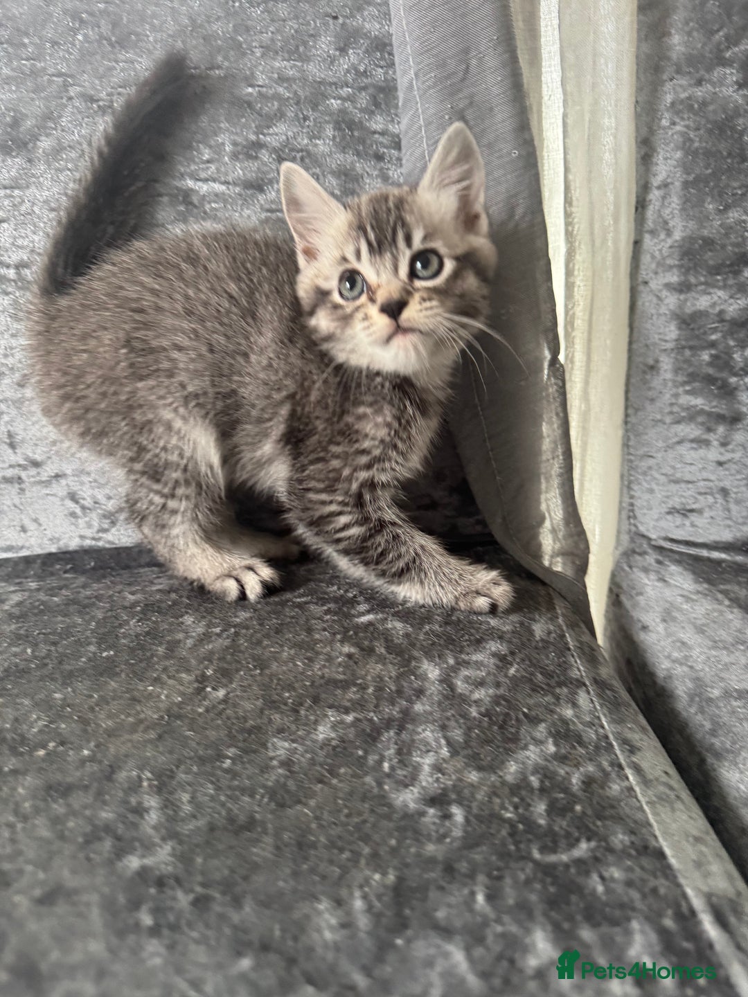 American Shorthair cats for sale: Kittens  - Image 3