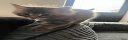 Mixed Breed cats for sale: Half Maine coon and British blue kitten in Stourbridge - Advert 3