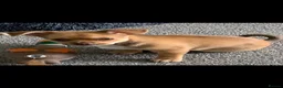 Chihuahua dogs for sale: Chihuahua boy - Advert 2