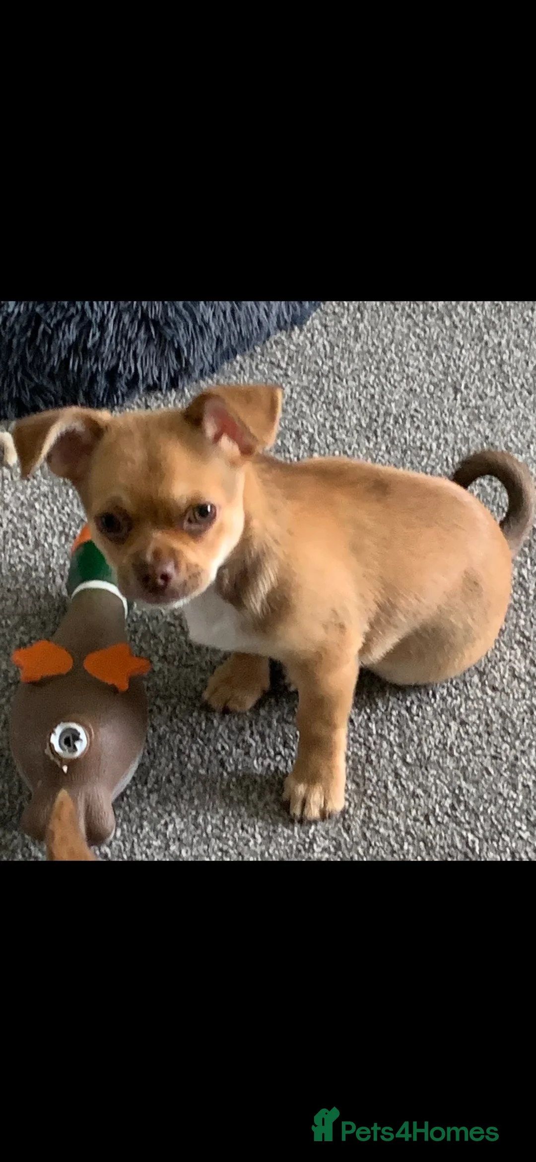 Chihuahua dogs for sale: Chihuahua boy - Advert 2