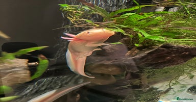 Axolotl reptiles 2 Beautiful Axolotl Boys + Full Setup - Advert 10