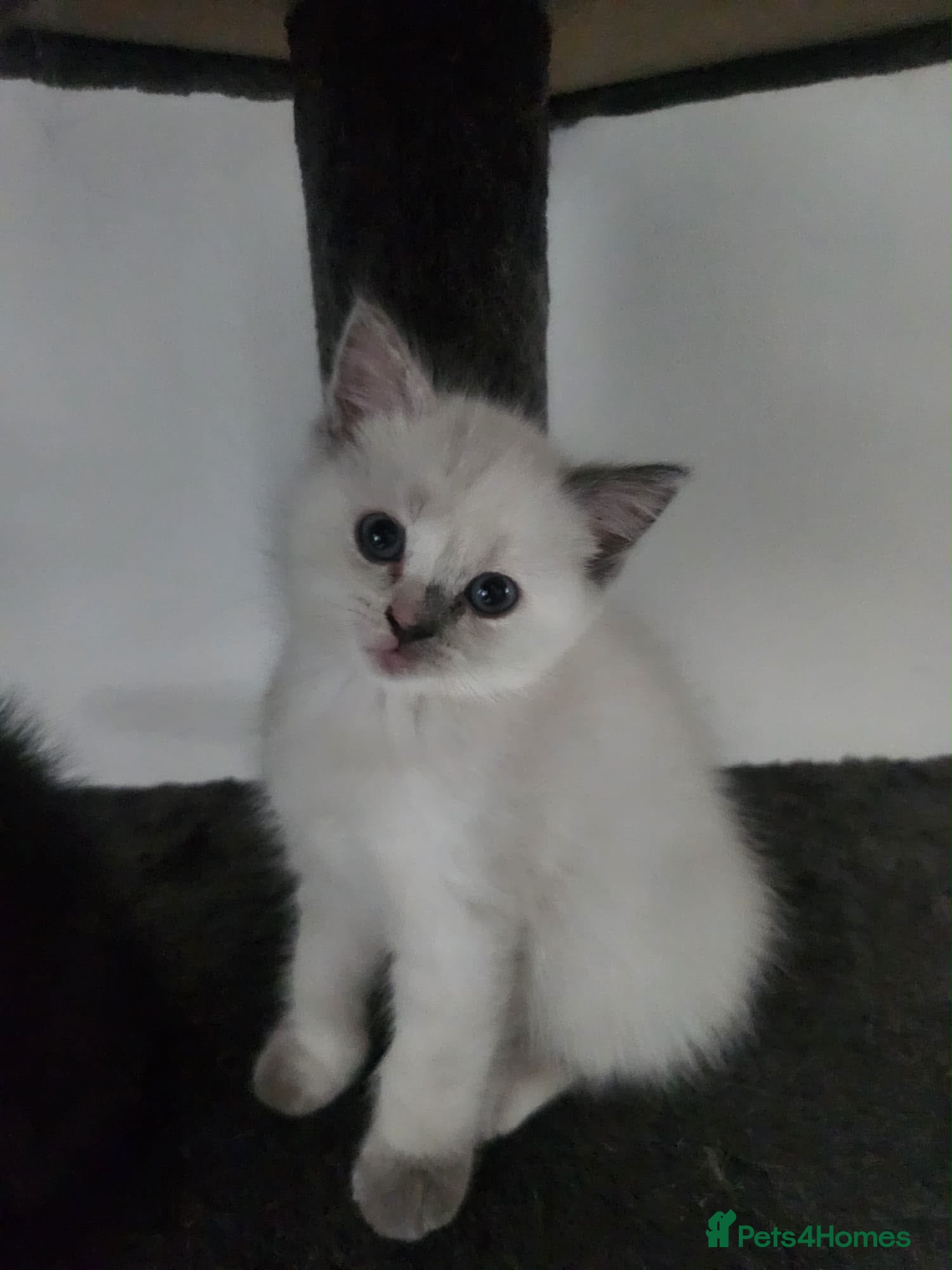Ragdoll cats Ragdoll X BSH - Advert 1