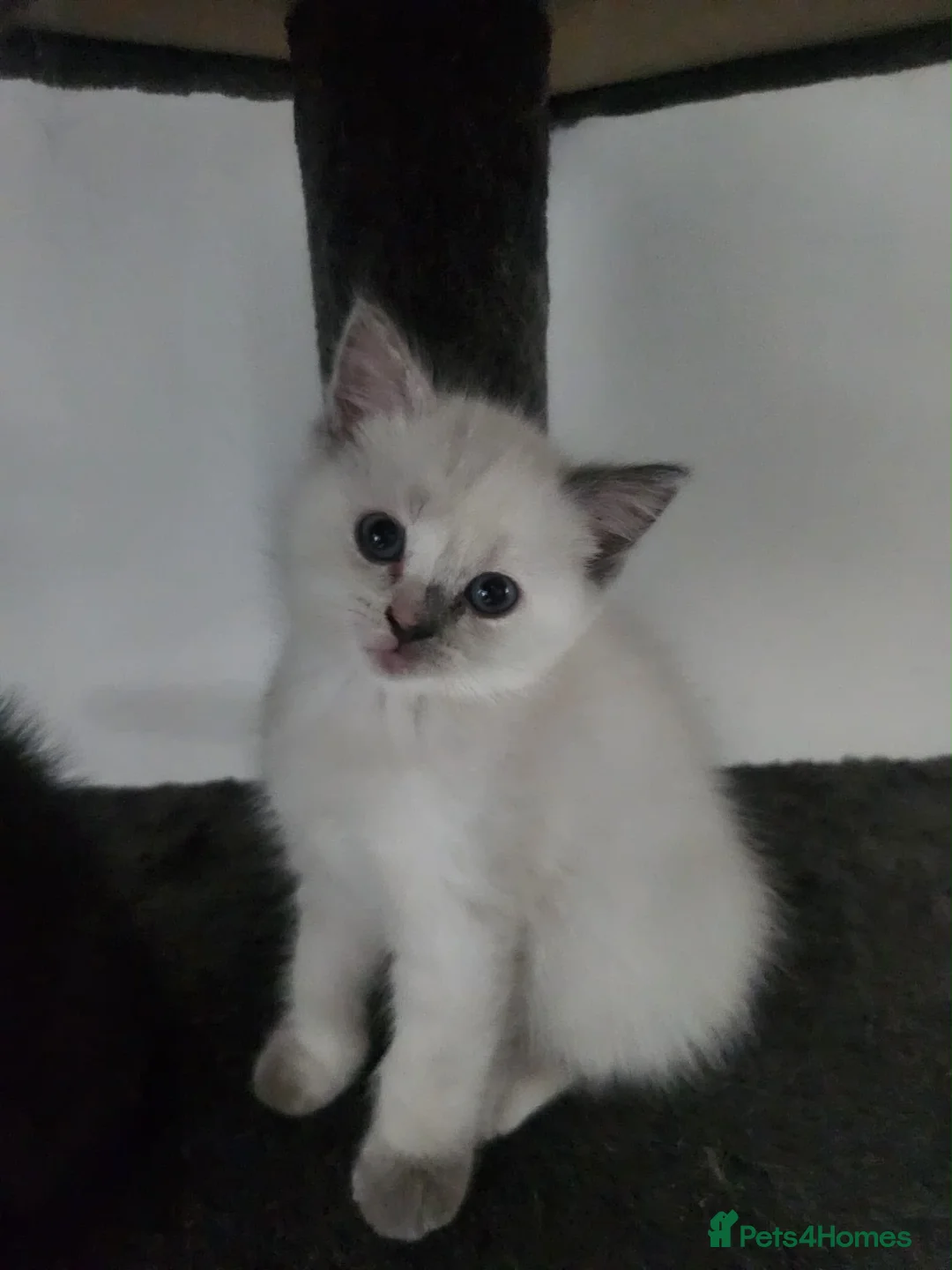 Ragdoll cats for sale: Ragdoll X BSH - Advert 1