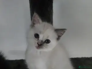 Ragdoll cats Ragdoll X BSH - Advert 1