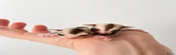 Sugar Glider rodents for sale: Two female sugar glider joeys - Advert 3