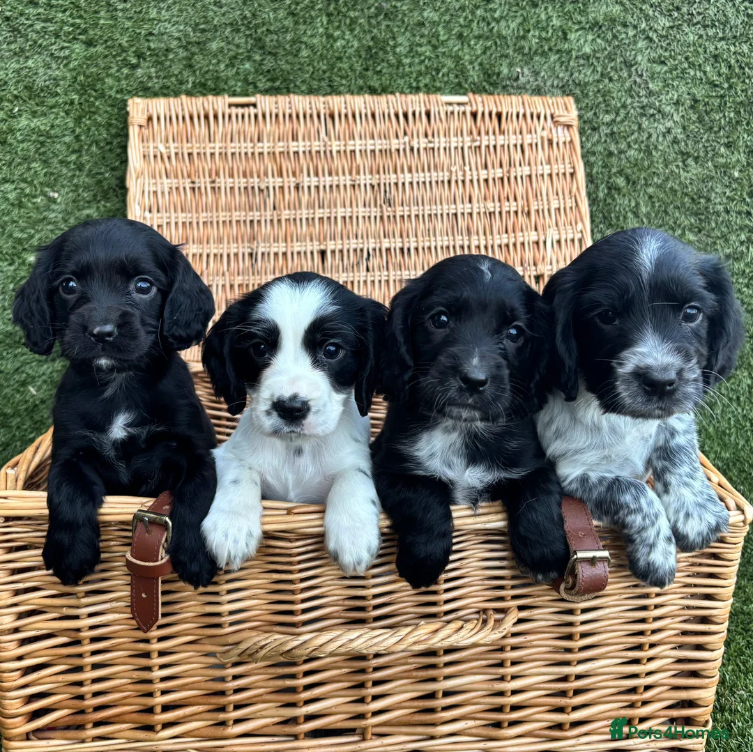 Cocker Spaniel dogs for sale: Cocker Spaniel Puppies Ready 28th February - Advert 1