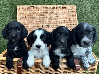 Cocker Spaniel dogs Cocker Spaniel Puppies Ready 28th February - Advert 5