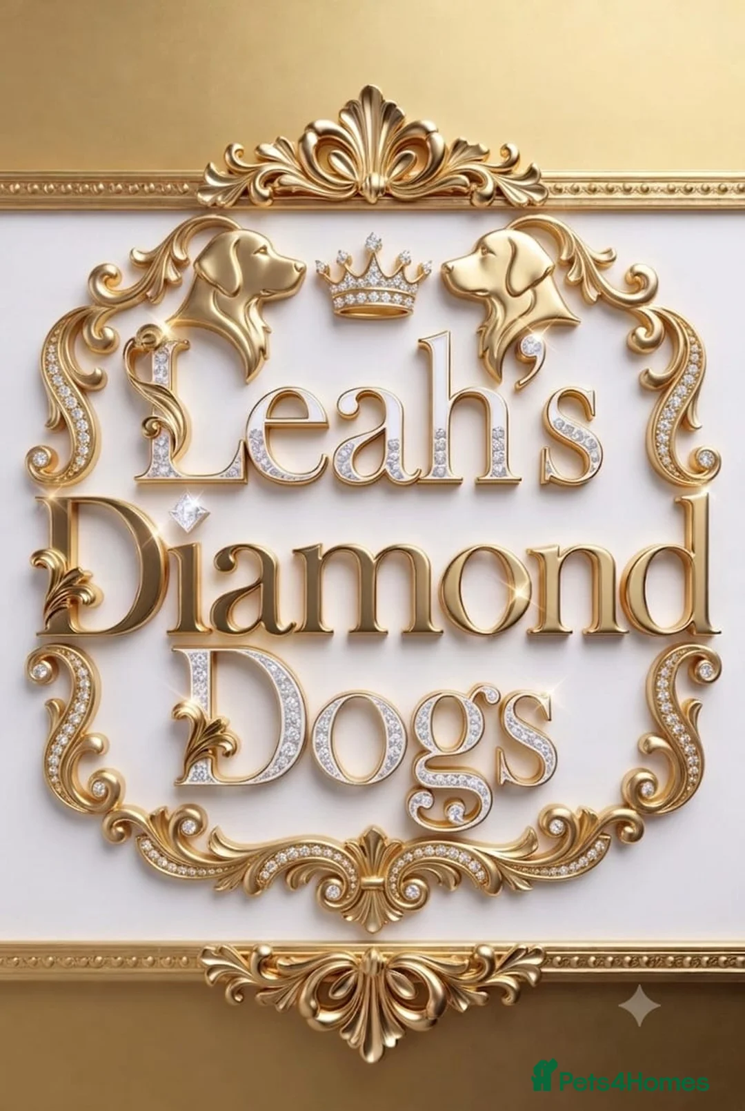 Miniature Dachshund dogs for sale: Last pup Miniature dachshund kc reg - Advert 2