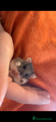 Hamster rodents - Advert 1