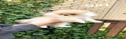 Pomeranian dogs for sale:  ✨KCRegistered ✨️ Teddy Bear Pomeranian Puppies 🐾 - Advert 3
