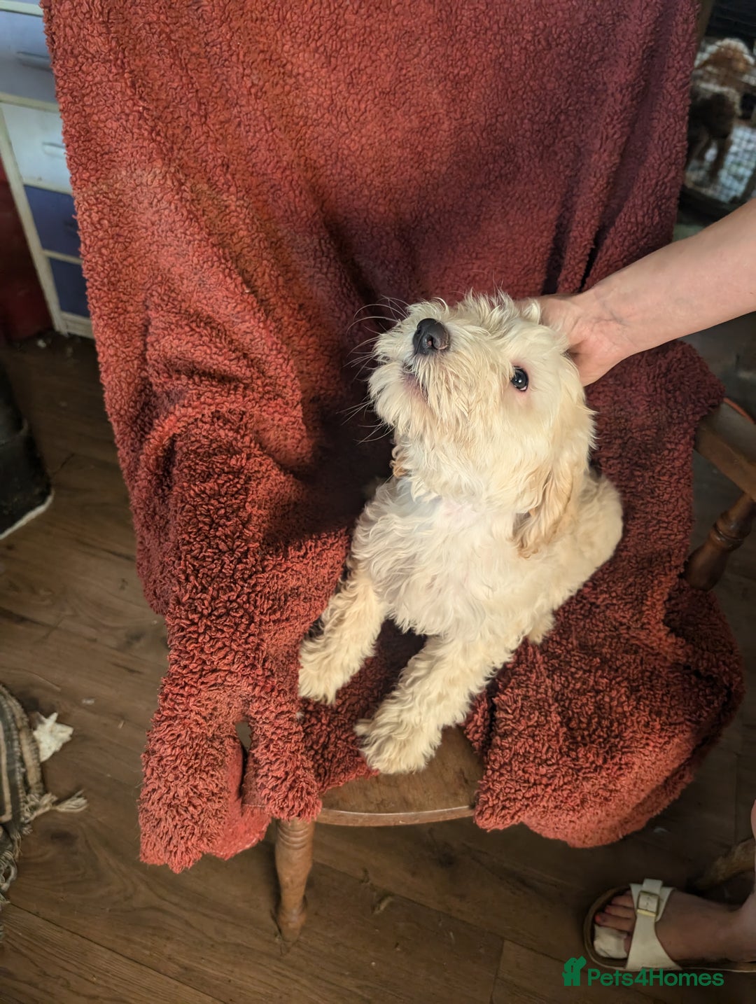 Cockapoo dogs for sale: Cockapoo x - Image 13