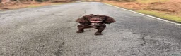 Cocker Spaniel dogs for sale: Beautiful Cocker Spaniel pups  - Advert 1