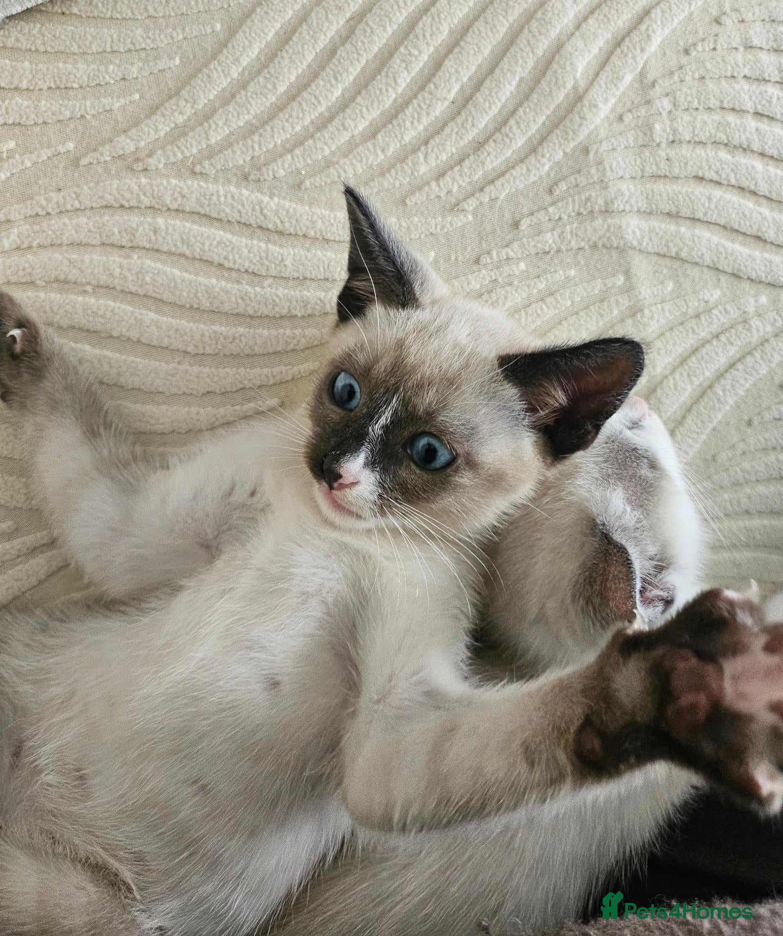 Snowshoe cats Rare pedigree snowshoe kittens - Advert 2
