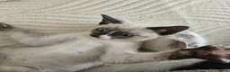 Snowshoe cats for sale: Rare pedigree snowshoe kittens - Advert 14