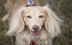 Miniature Dachshund dogs for sale: Omshantipuppies miniature dachshund puppies - Image 9