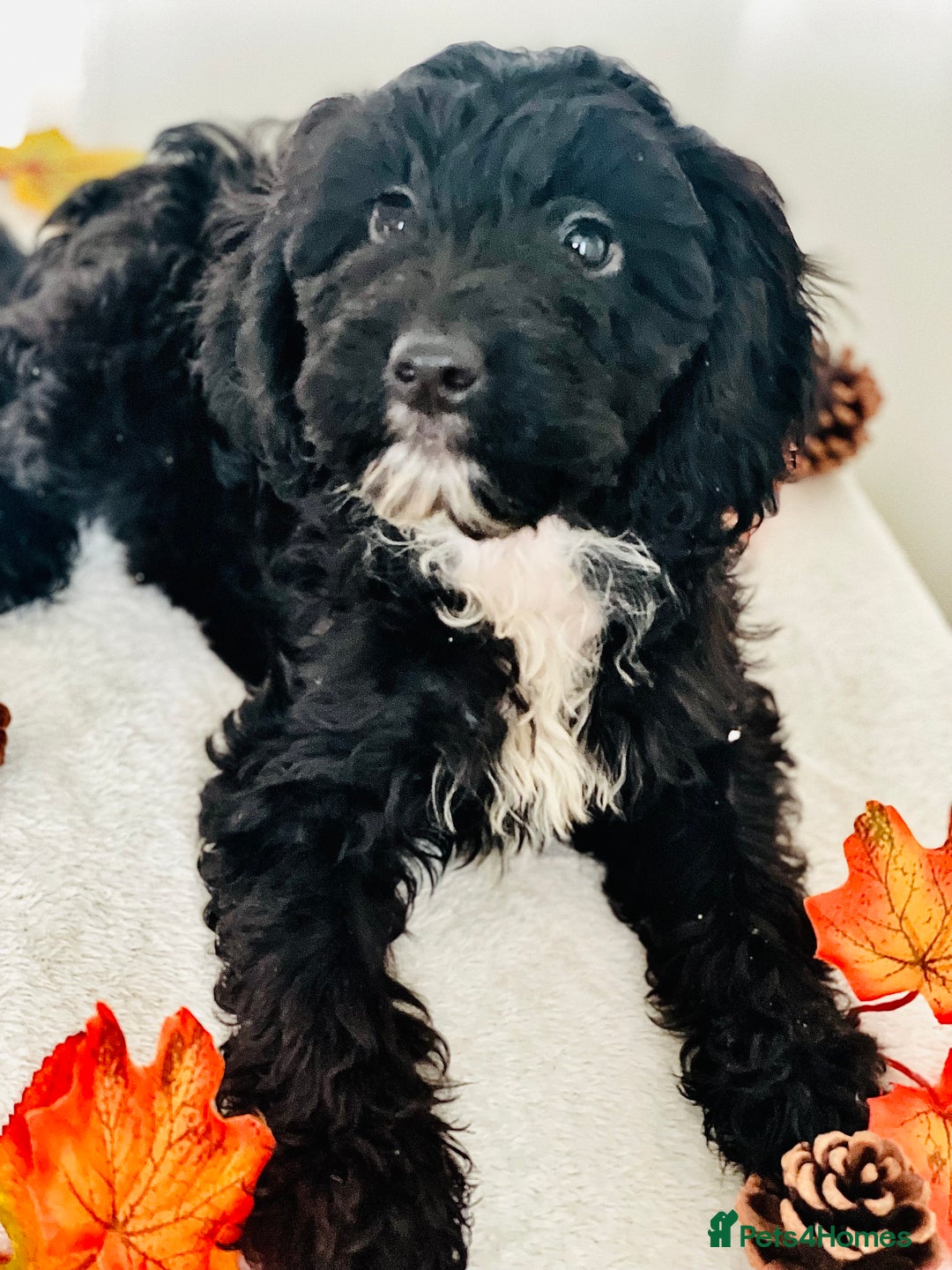 Cockapoo dogs for sale: 🐾 Beautiful Cockapoo Puppy – 1 girl  - Advert 1