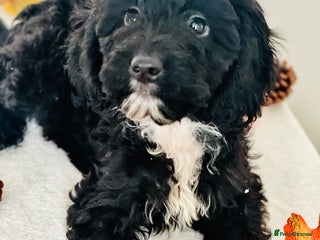Cockapoo dogs 🐾 Beautiful Cockapoo Puppy – 1 girl - Advert 4