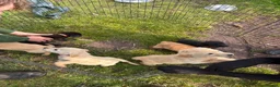Labrador Retriever dogs for sale: Labrador Puppies - Advert 19