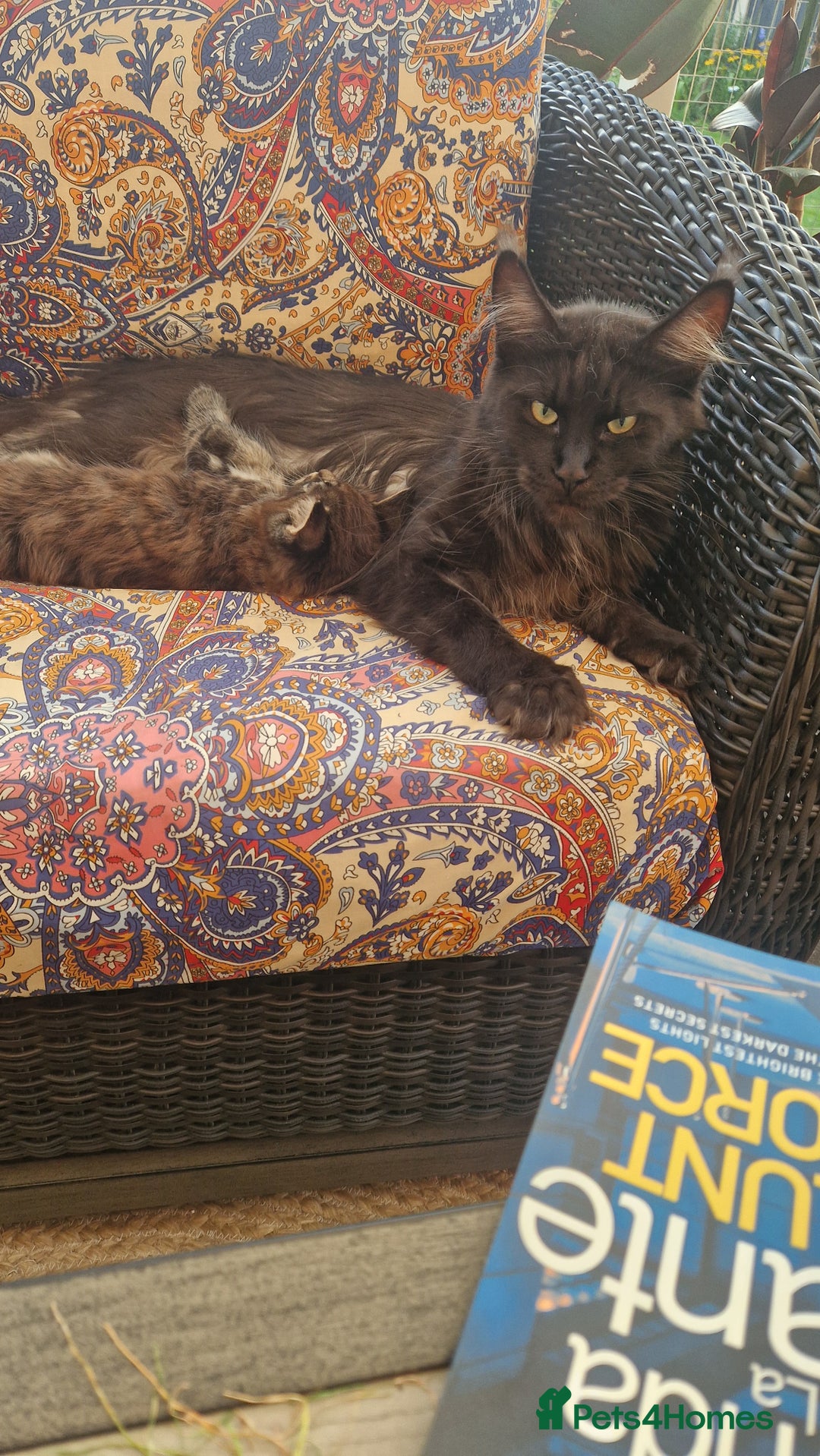 Maine Coon cats for sale: Male mainecoon  - Image 9