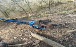 Dachshund dogs for stud: Standard Wire-haired Dachshund for stud - Image 3