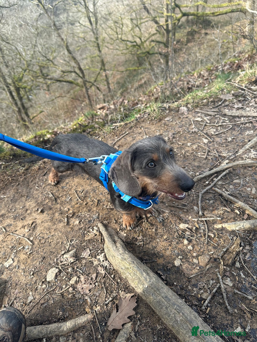Dachshund dogs for stud: Standard Wire-haired Dachshund for stud - Image 3