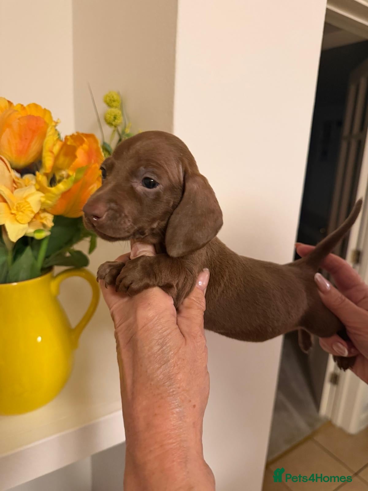 Miniature Dachshund dogs BEAUTIFUL K.C REGISTERED MINIATURE DACHSHUNDS  - Advert 21