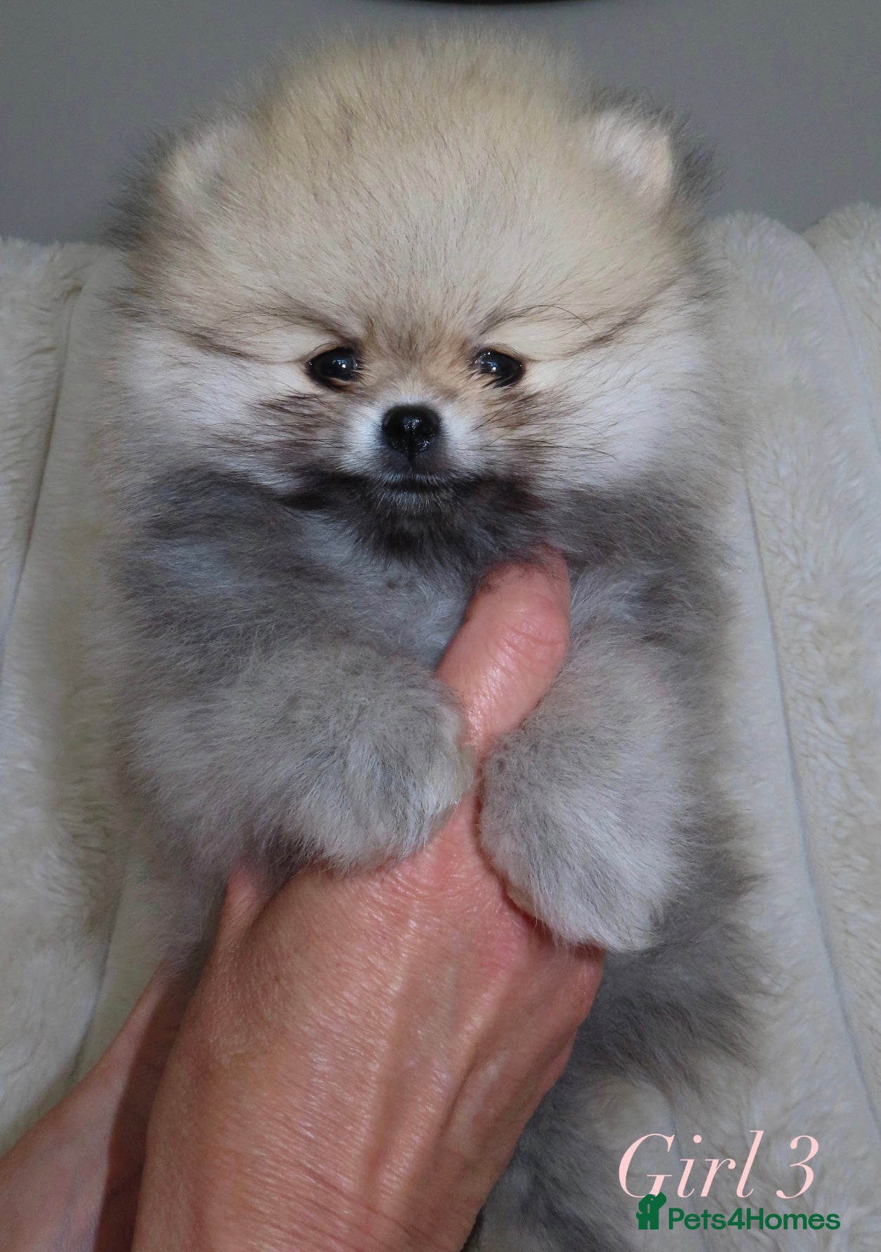 Pomeranian dogs TINY Champion Lines Teddy Faced Pomeranians  - Advert 3