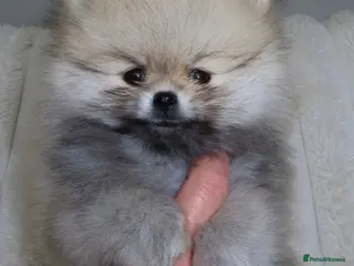 Pomeranian dogs TINY Champion Lines Teddy Faced Pomeranians - Advert 1