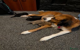 Mixed Breed dogs for sale: Bernese X swiss Shepard pups - Advert 6