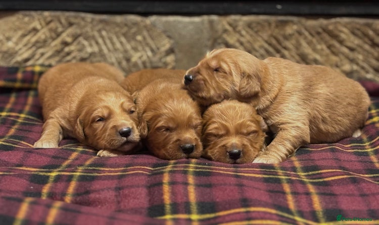 Golden Retriever dogs - Advert 4