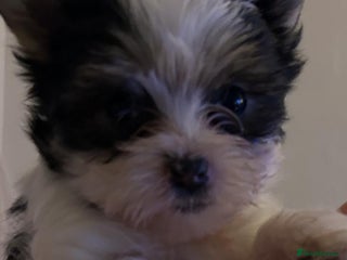 Yorkshire Terrier dogs York terrier puppy - Advert 2