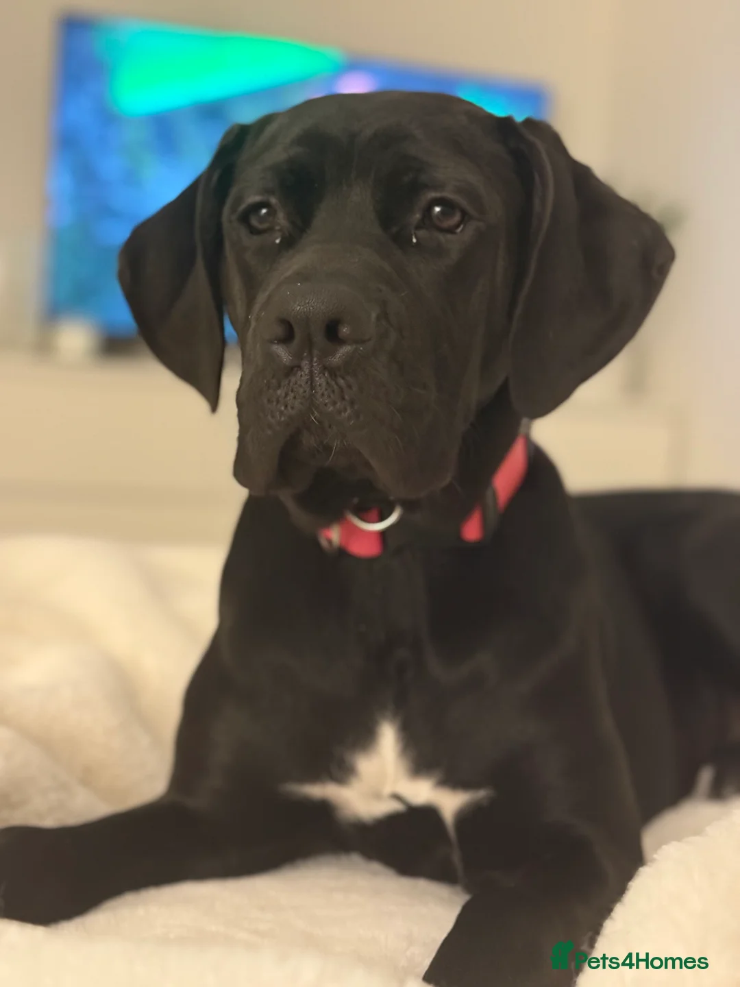 Mixed Breed dogs for sale: Gorgeous girlie for sale - Advert 3