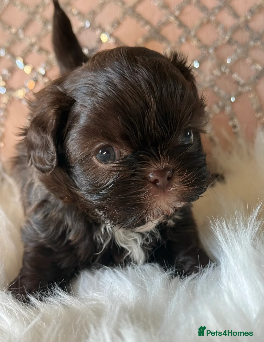 Shih Tzu dogs for sale: Imperial Shih Tzu - Advert 6