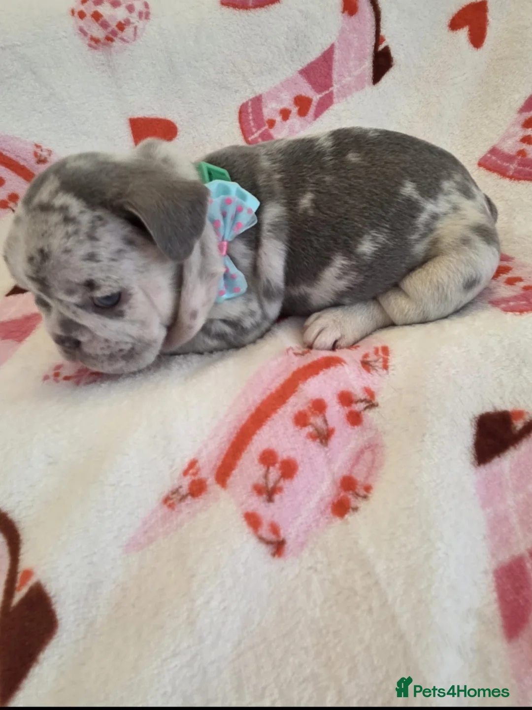 French Bulldog dogs for sale: Beautiful Frenchie puppies - Advert 21