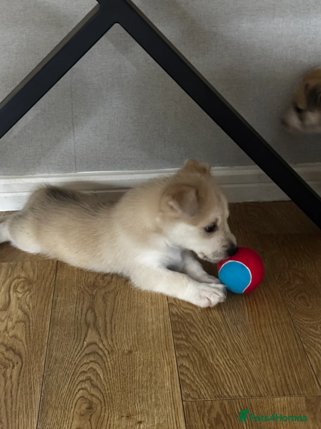 Mixed Breed dogs for sale: Mixed breed puppies - Advert 2