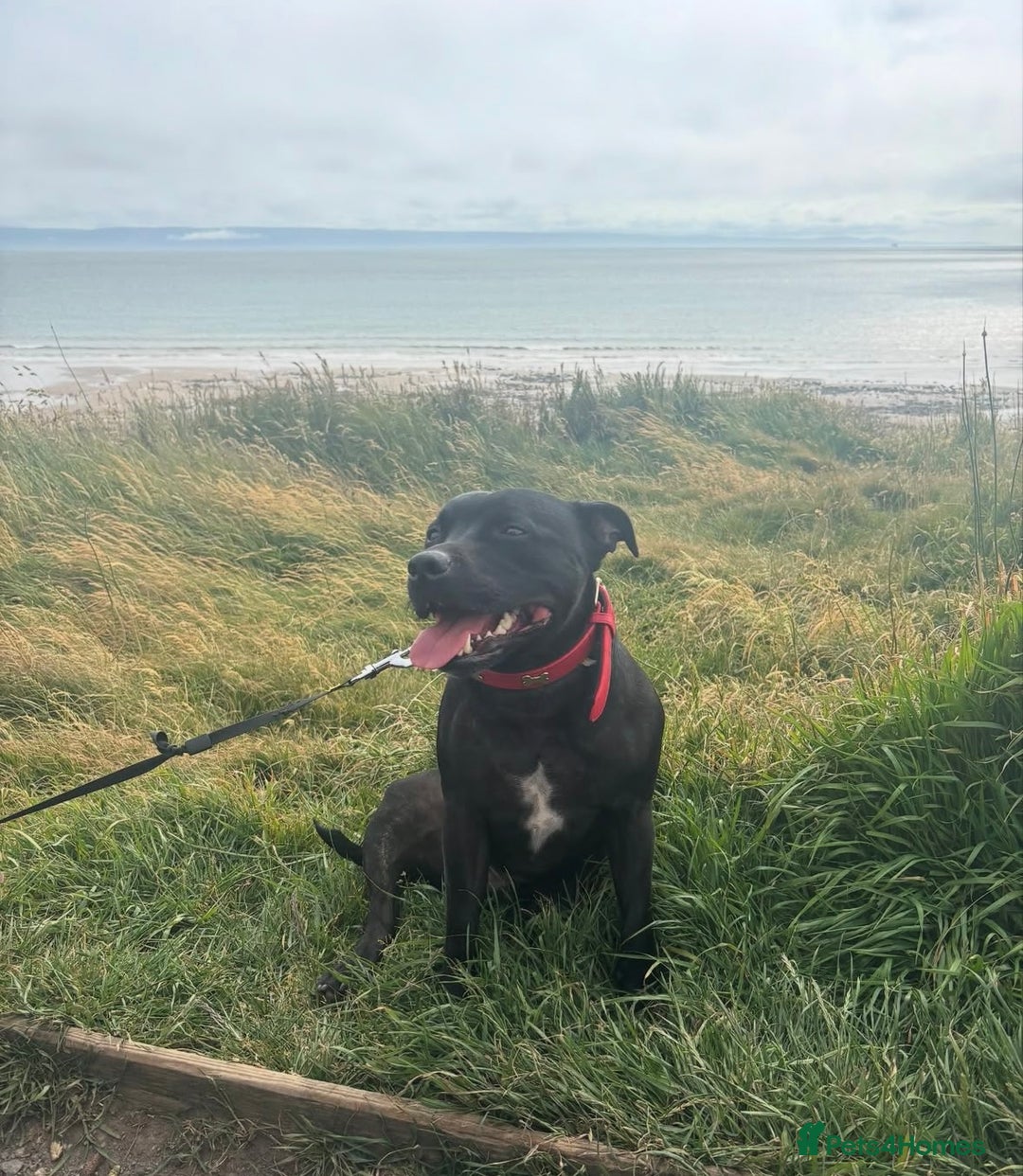 Staffordshire Bull Terrier dogs for sale: Staffordshire Bull terrier  - Image 3