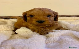 Cockapoo dogs for sale: Deep Fox Red Toy Cockapoos   - Image 15
