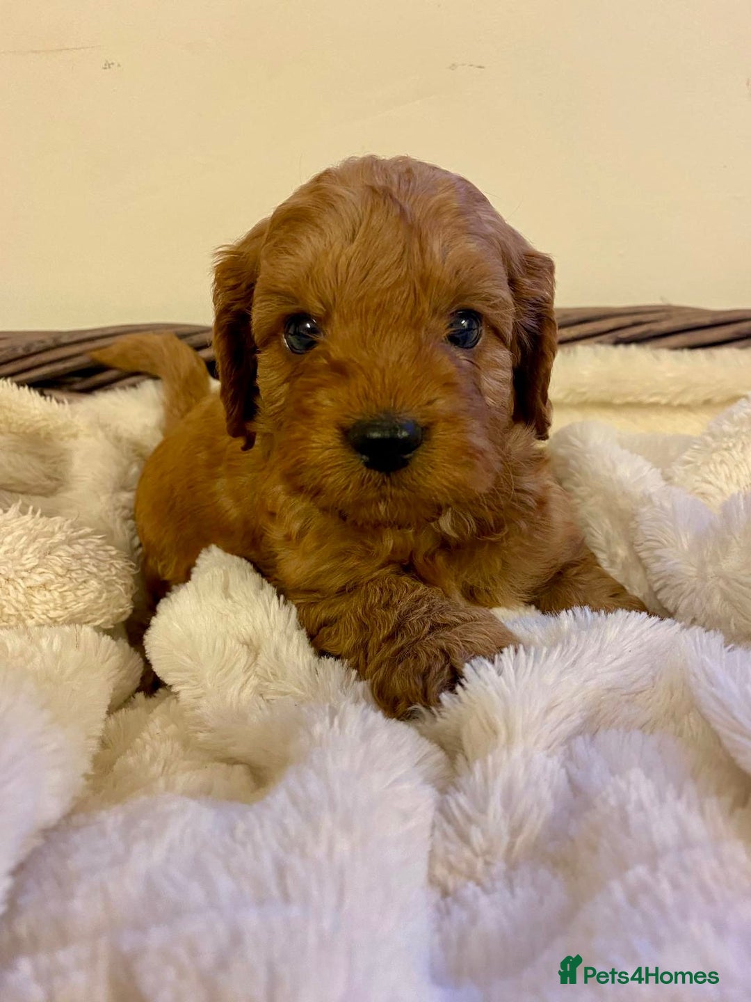 Cockapoo dogs for sale: Deep Fox Red Toy Cockapoos   - Image 15
